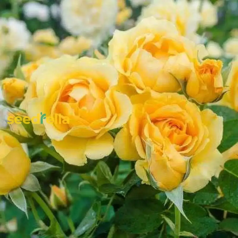 Light Yellow Climbing Rose Seeds – Beautiful Climber Roses for Stunning Garden Displays - Image 3