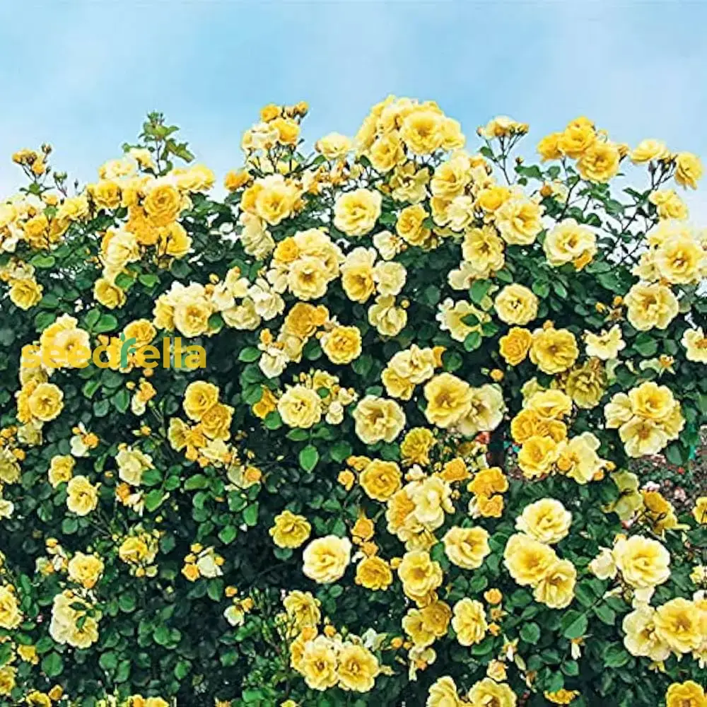 Light Yellow Climbing Rose Seeds – Beautiful Climber Roses for Stunning Garden Displays - Image 4