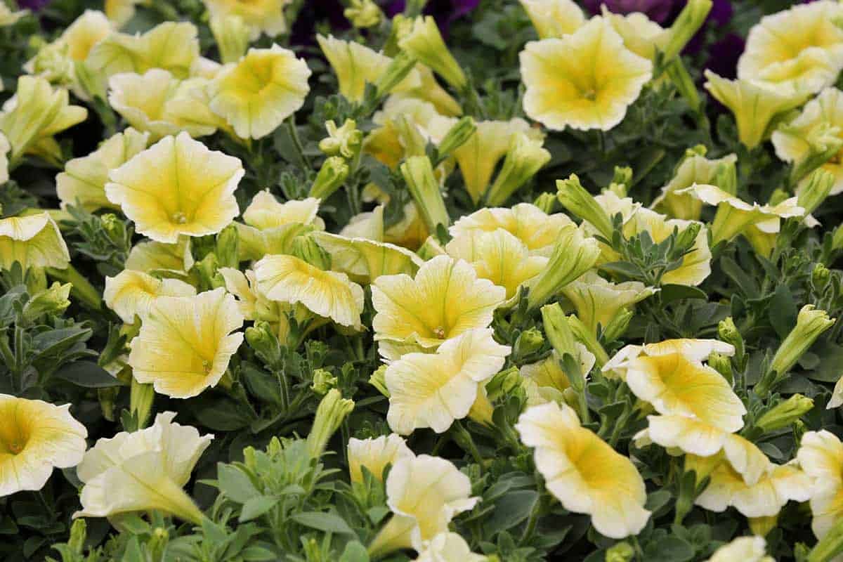 Light Yellow Petunia Seeds – Annual Blooms for Garden Planting - Image 5