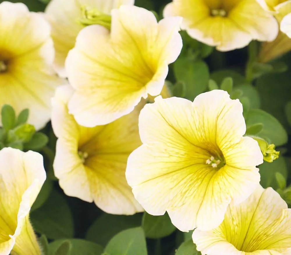 Light Yellow Petunia Seeds – Annual Blooms for Garden Planting - Image 6