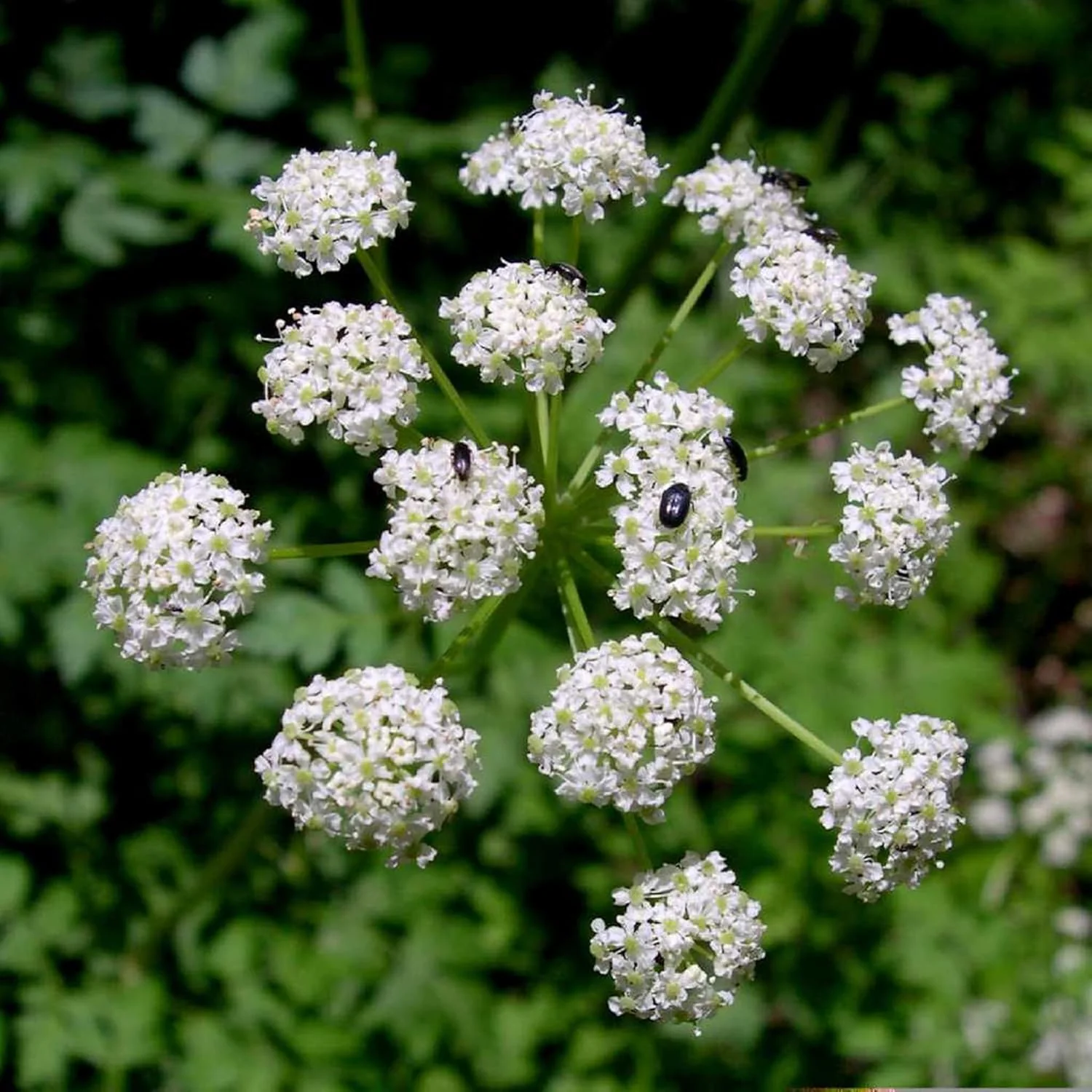 Ligusticum Porteri Seeds | OSHA Root, Porter's Lovage Perennial Herb - Image 3