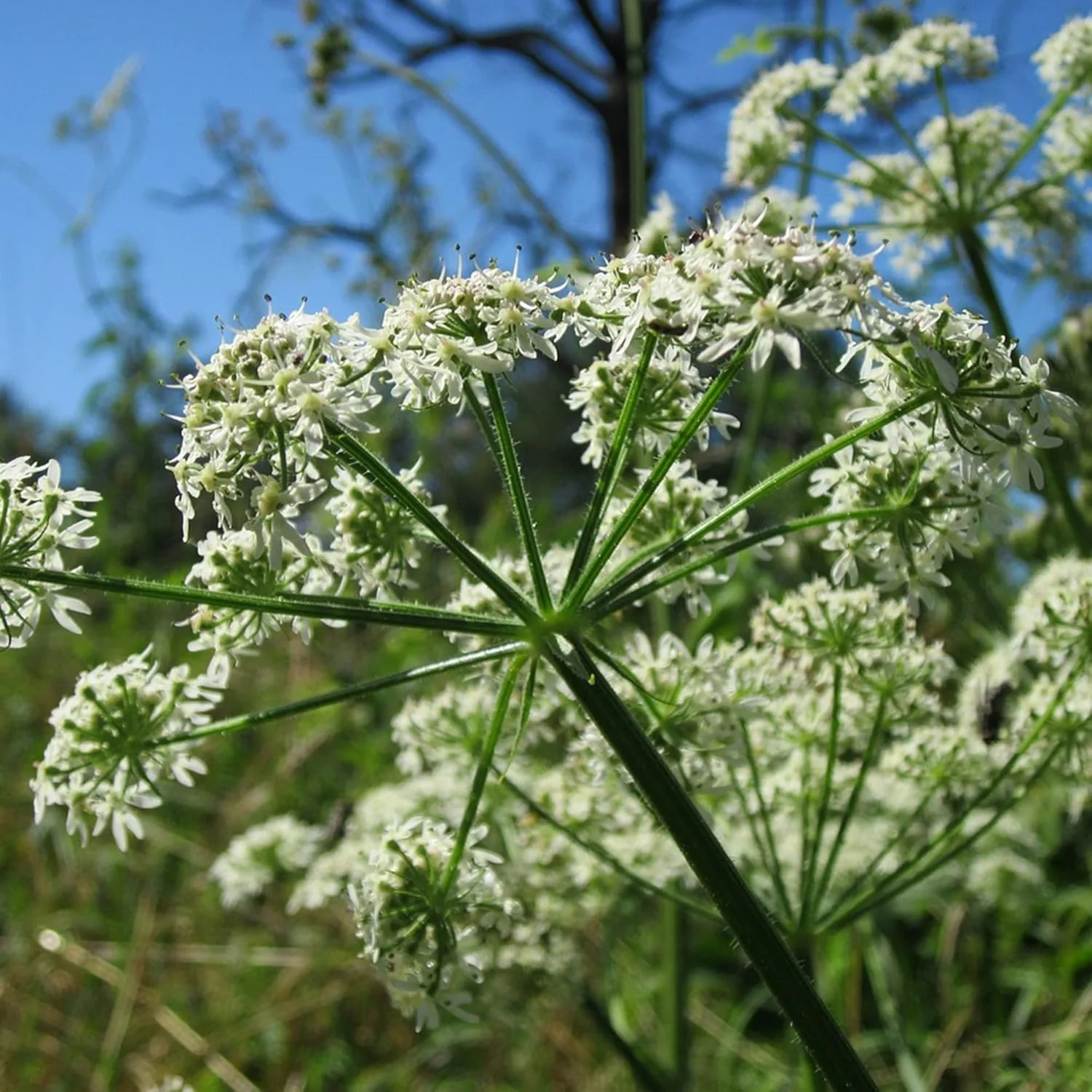 Ligusticum Porteri Seeds | OSHA Root, Porter's Lovage Perennial Herb - Image 4