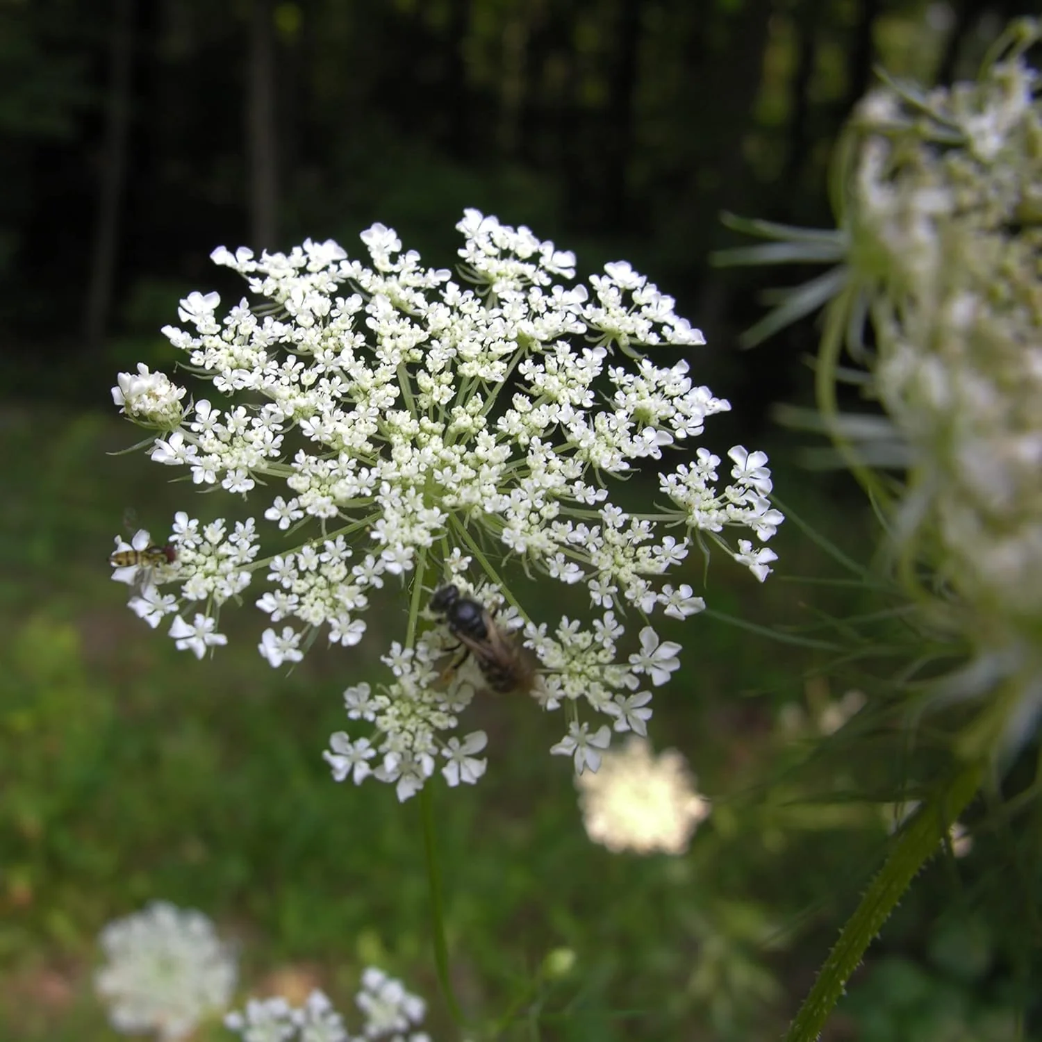 Ligusticum Porteri Seeds | OSHA Root, Porter's Lovage Perennial Herb - Image 5