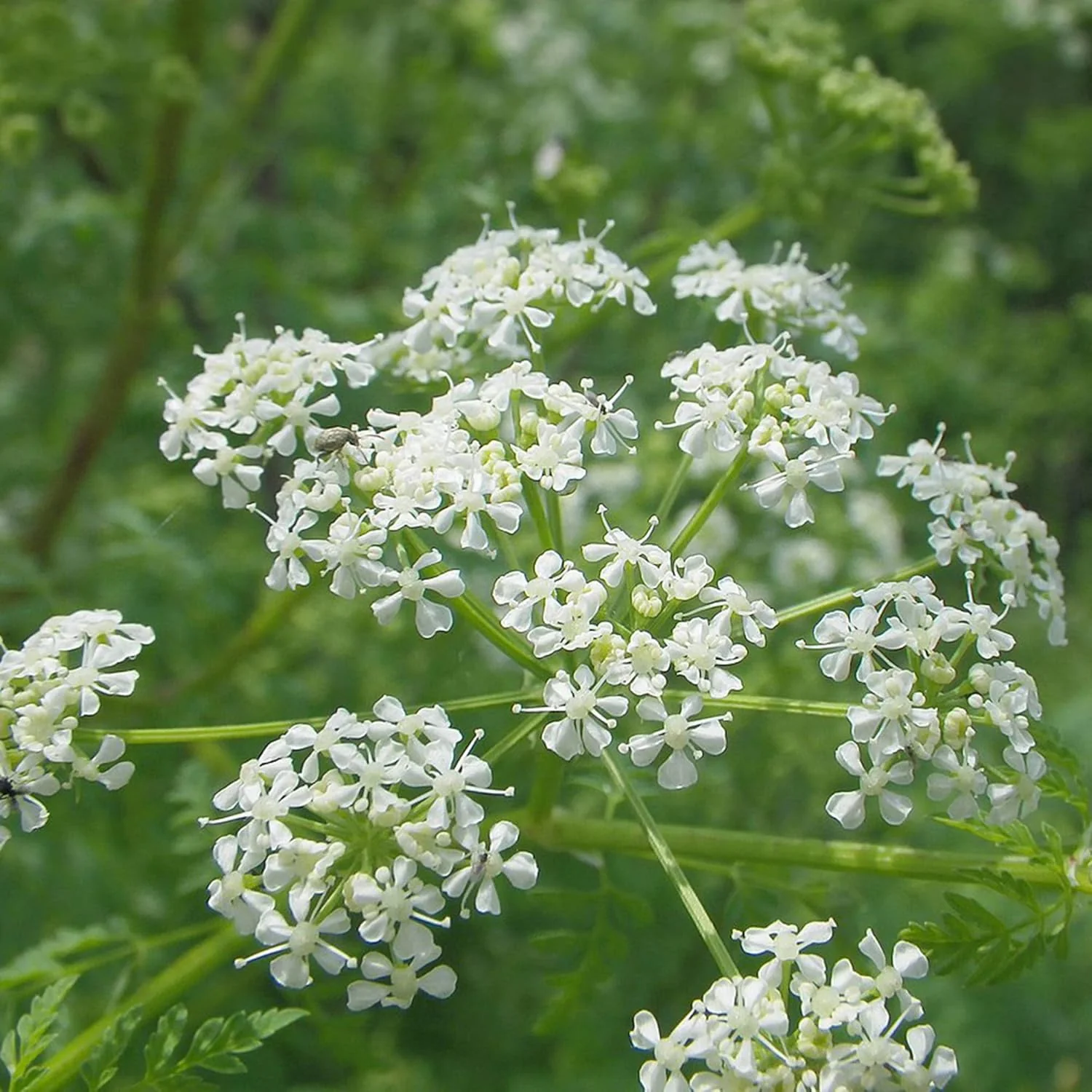 Ligusticum Porteri Seeds | OSHA Root, Porter's Lovage Perennial Herb - Image 6
