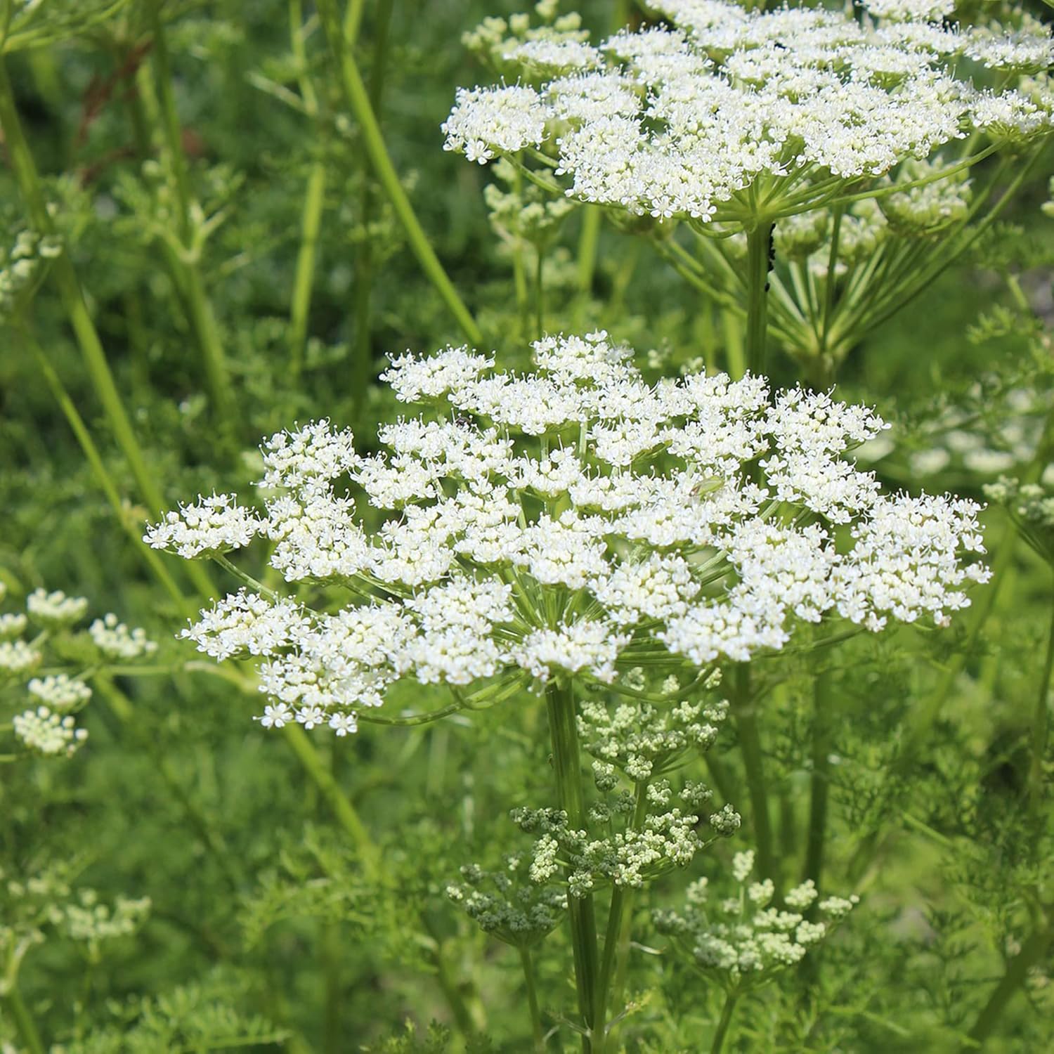 Ligusticum Porteri Seeds | OSHA Root, Porter's Lovage Perennial Herb - Image 7