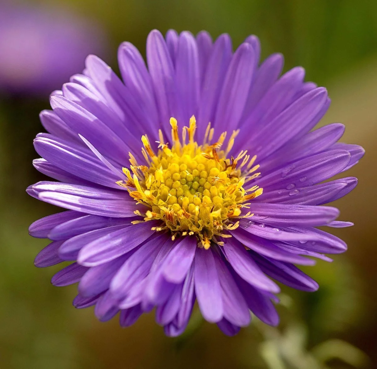 Lilac Aster Flower Seeds , Soft Pastel Blooms, Easy to Grow, Non-GMO