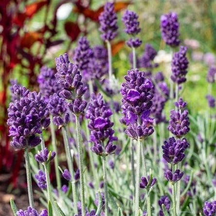 Lilac Lavender Seeds – Soft Pastel Blooms for Fragrant Gardens & Landscaping - Image 2
