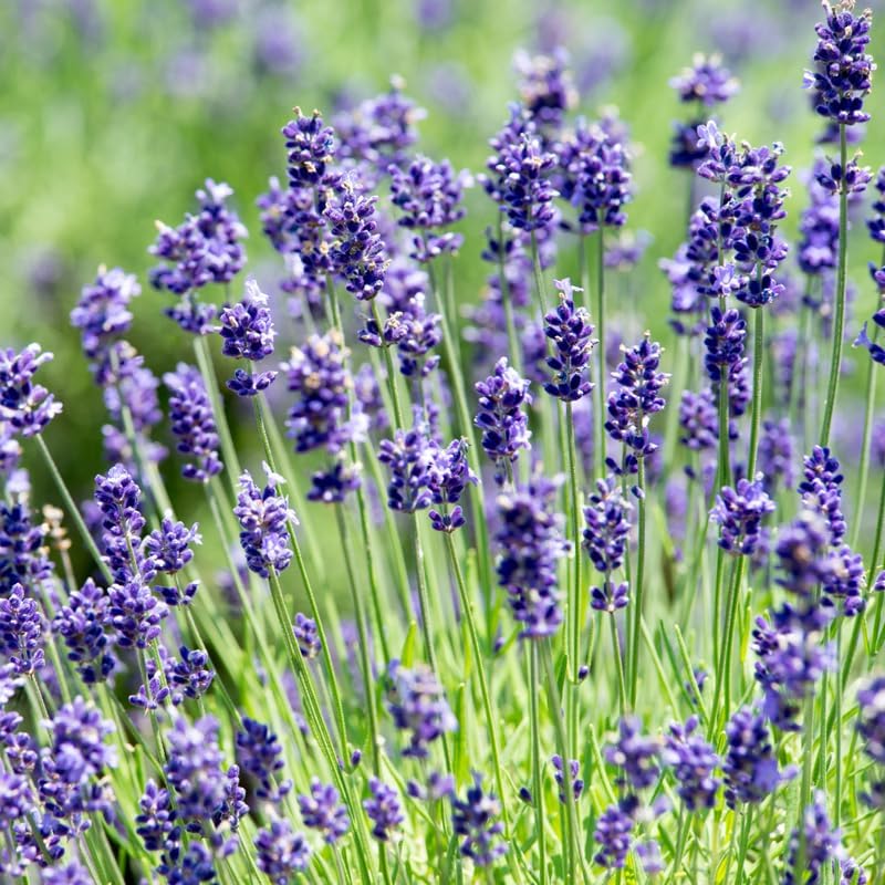 Lilac Lavender Seeds – Soft Pastel Blooms for Fragrant Gardens & Landscaping - Image 3