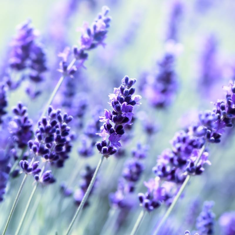 Lilac Lavender Seeds – Soft Pastel Blooms for Fragrant Gardens & Landscaping - Image 4