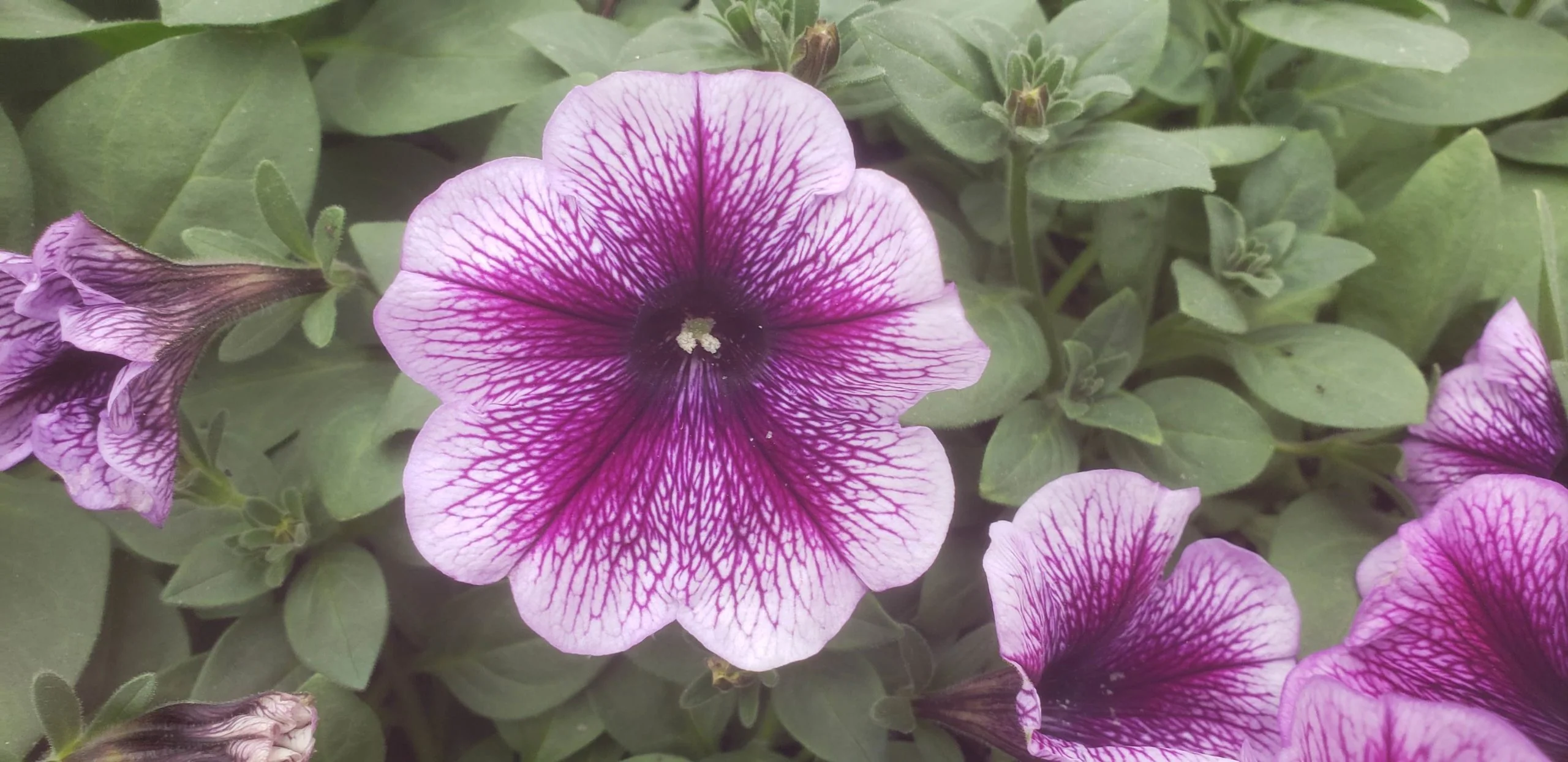 Lilac Petunia Seeds – Delicate Pastel Purple Blooms for Gardens & Containers - Image 2