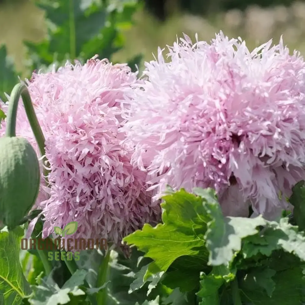 Lilac Pompom Poppy Flower Seeds for Vibrant Garden Blooms, High-Quality Gardening Seeds for Stunning Poppy Flowers Seeds