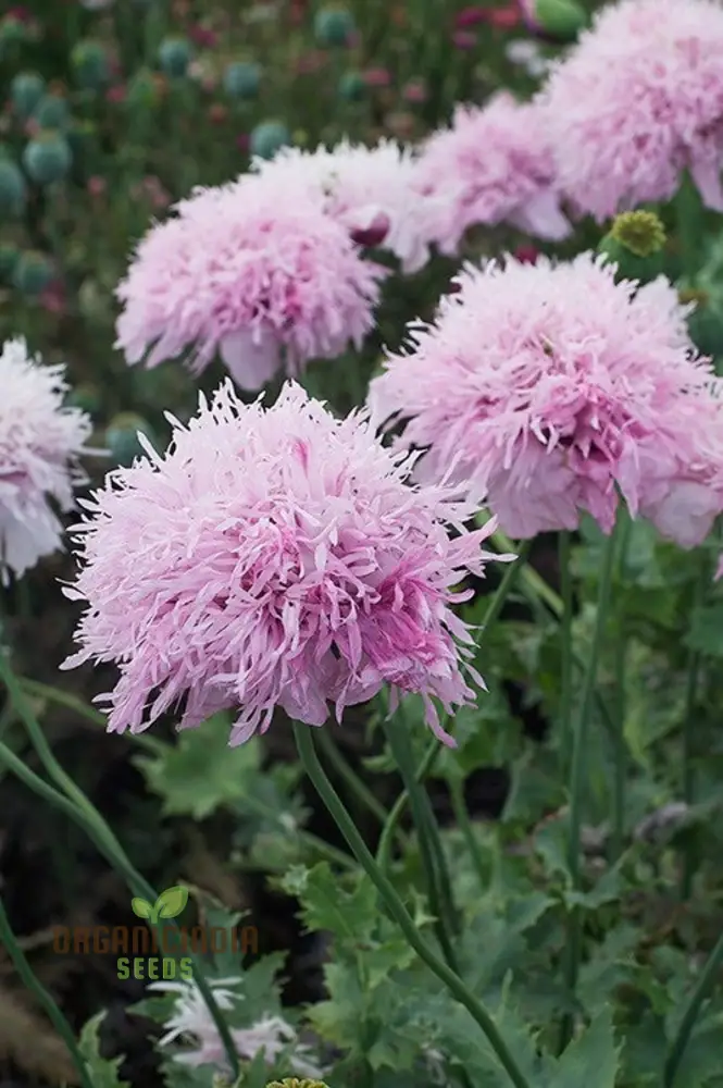 Lilac Pompom Poppy Flower Seeds for Vibrant Garden Blooms, High-Quality Gardening Seeds for Stunning Poppy Flowers Seeds - Image 3