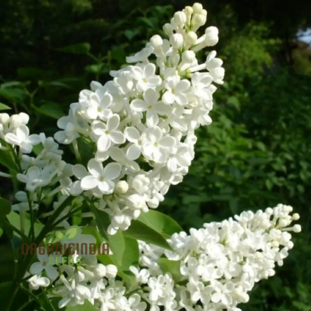 Lilac White Flower Seeds For Planting, Growing Elegant and Fragrant Blooms for Your Garden