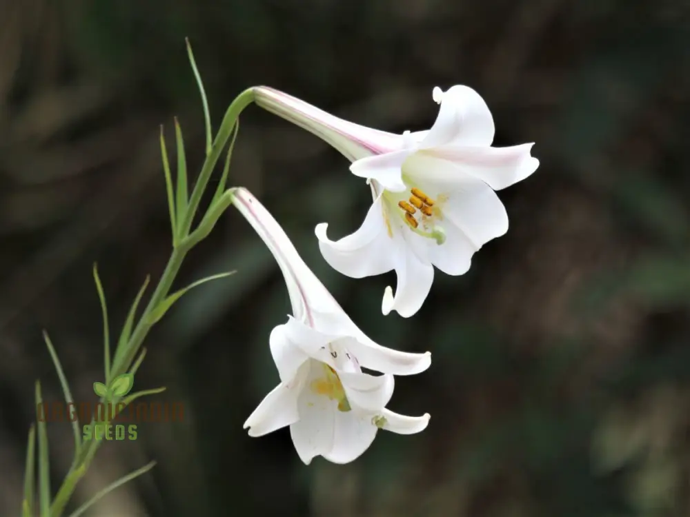 LILIUM FORMOSANUM VAR Flower Seeds for Planting