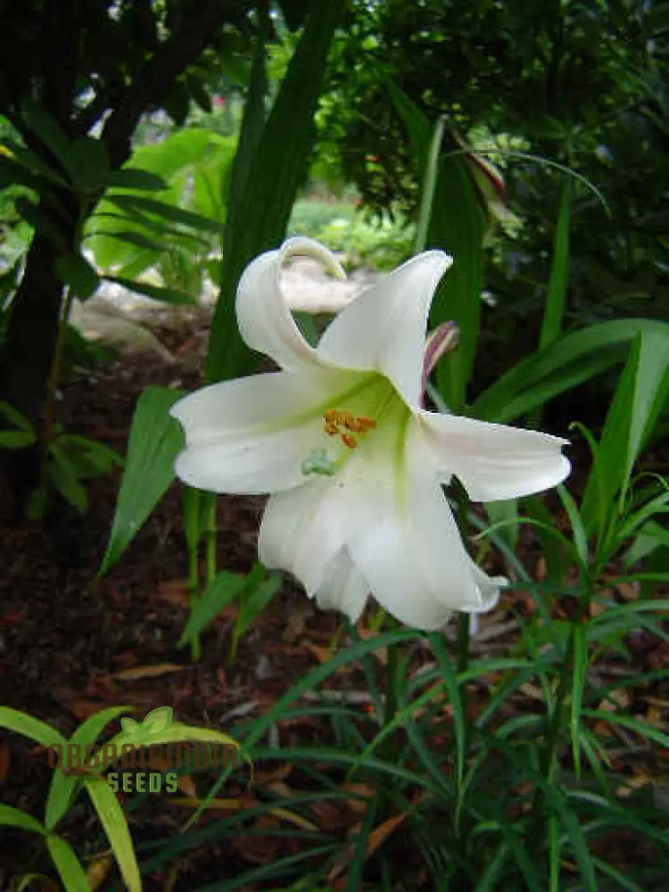 LILIUM FORMOSANUM VAR Flower Seeds for Planting - Image 3