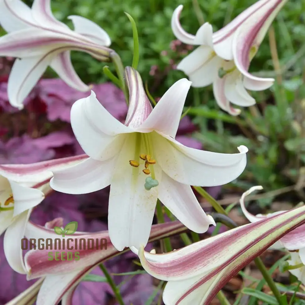 LILIUM FORMOSANUM VAR Flower Seeds for Planting - Image 4
