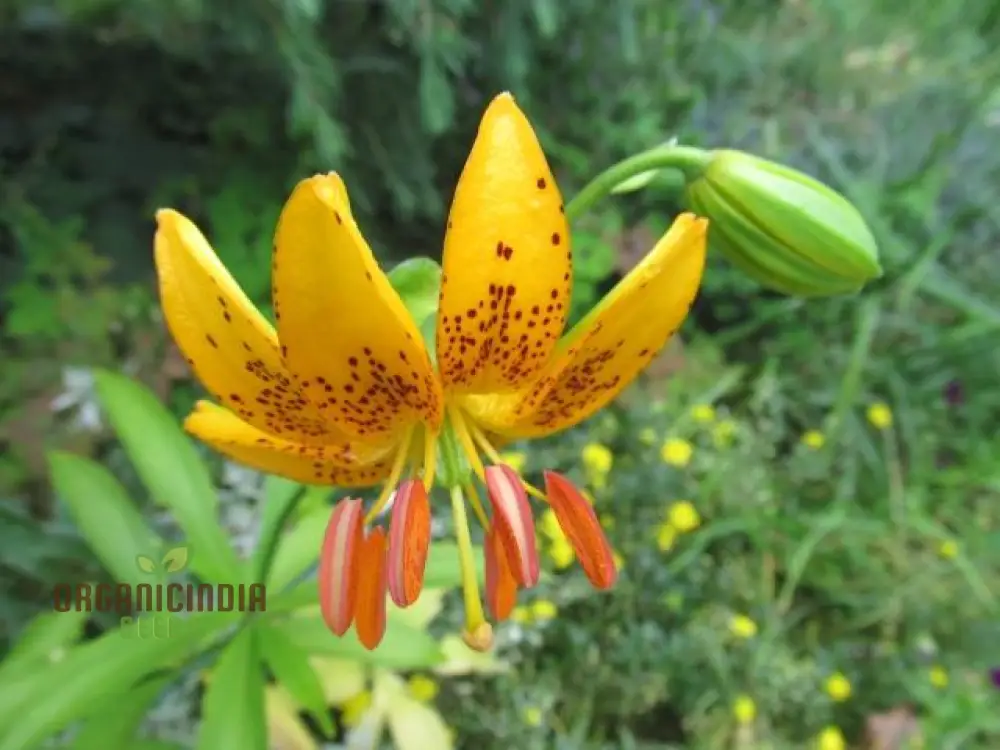 Lilium Hansonii: Premium Seeds for Your Garden's Flourishing Beauty and Graceful Elegance! - Image 3