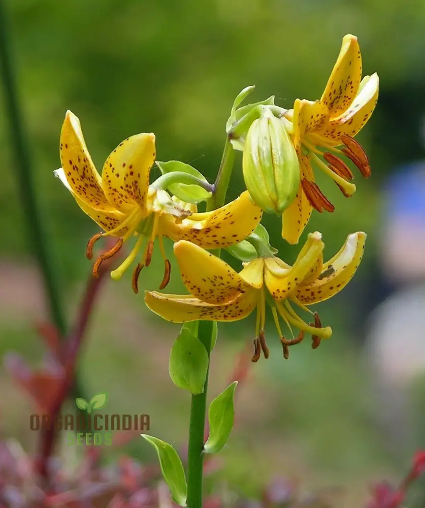Lilium Hansonii: Premium Seeds for Your Garden's Flourishing Beauty and Graceful Elegance! - Image 4