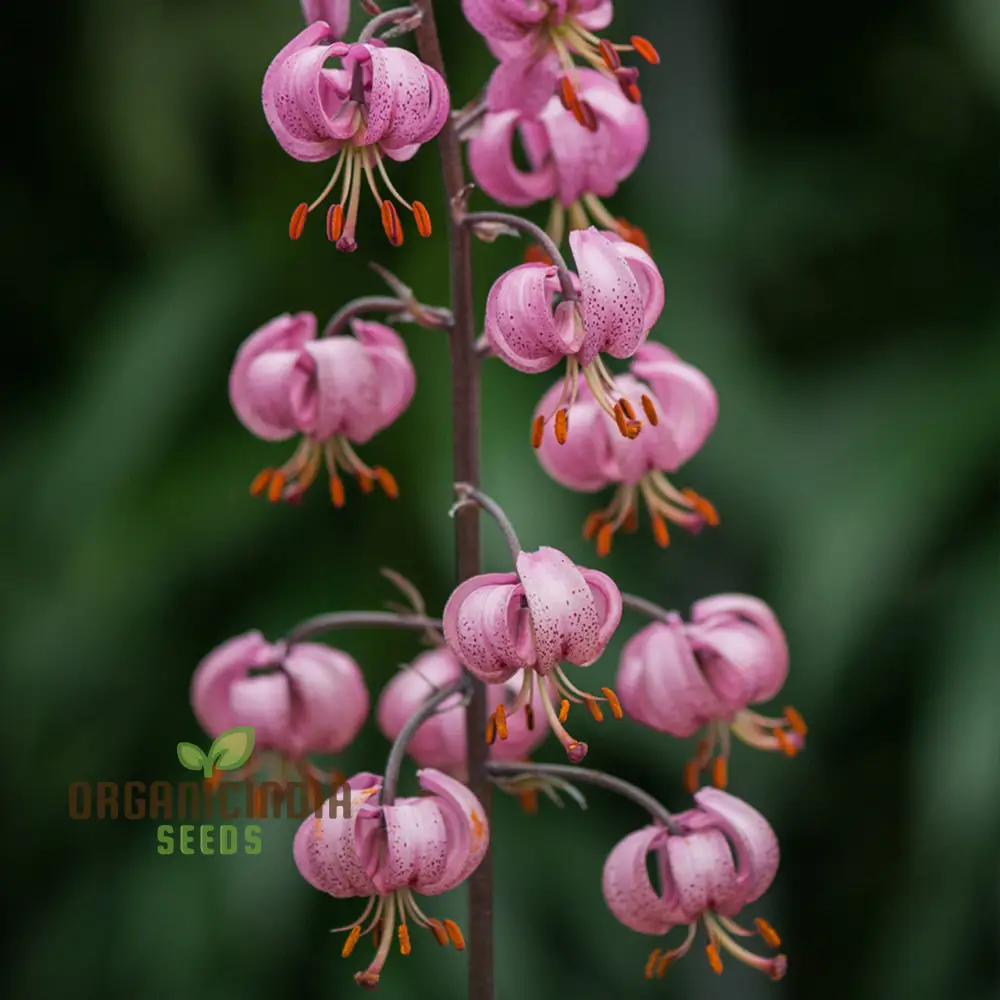 Lilium Martagon (Pink) Seeds for Majestic Beauty and Graceful Blooms - Image 3