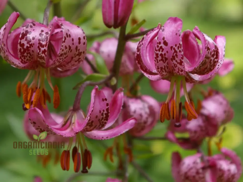 Lilium Martagon (Pink) Seeds for Majestic Beauty and Graceful Blooms - Image 4
