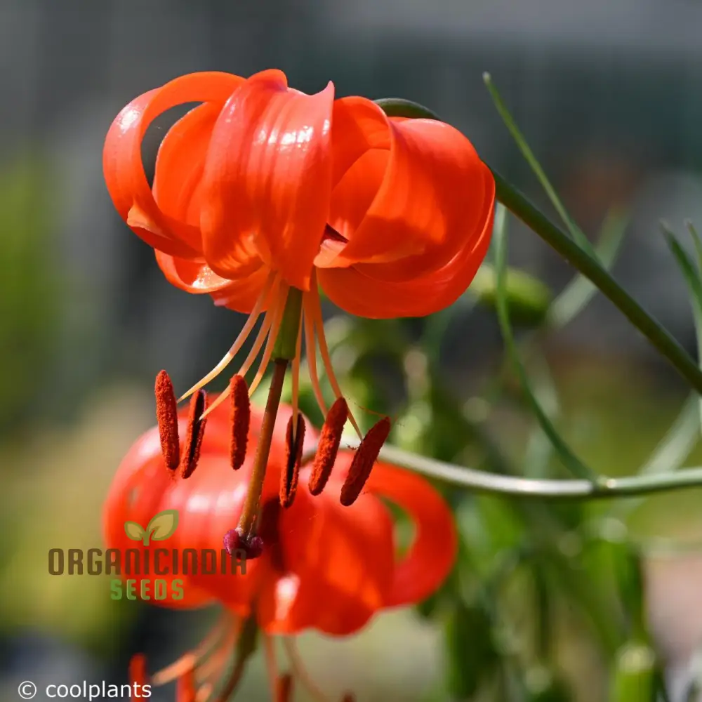Lilium Pumilum Seeds Cultivate Exquisite Beauty and Grace in Your Gardening Journey!
