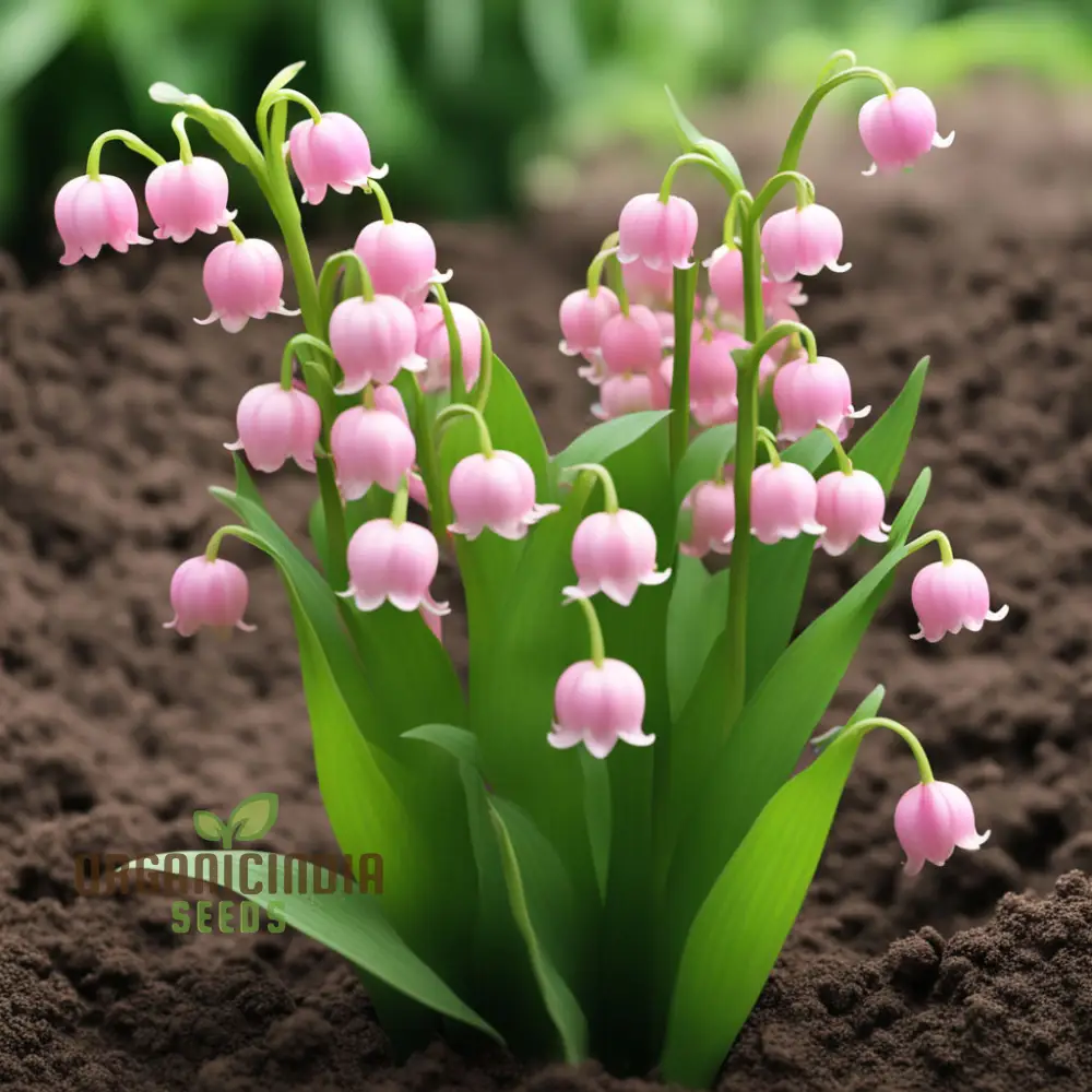 Lily of the Valley Seeds, Pink Lily Flower Seeds - Image 4