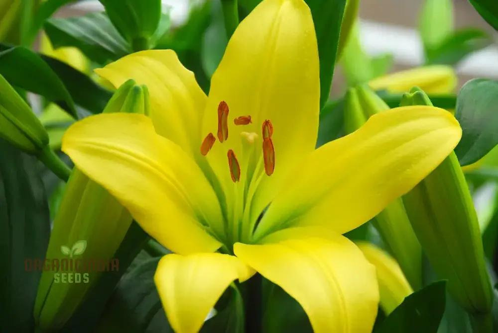 Lily-Scented Creeper Bonsai Light Yellow Flower Seeds for Planting | 100 pcs