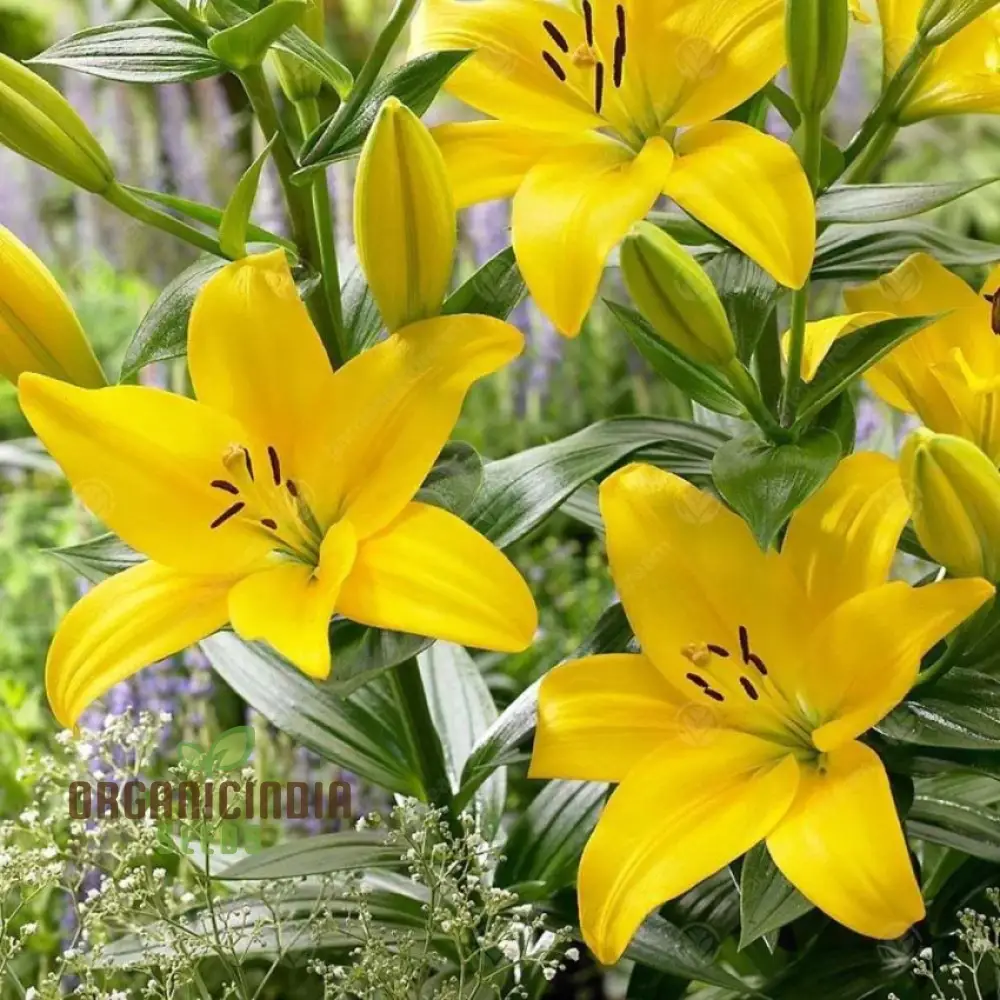 Lily-Scented Creeper Bonsai Light Yellow Flower Seeds for Planting | 100 pcs - Image 3
