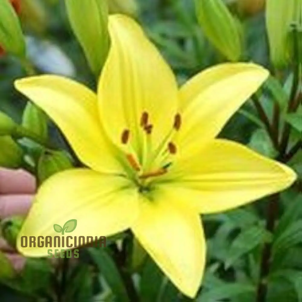 Lily-Scented Creeper Bonsai Light Yellow Flower Seeds for Planting | 100 pcs - Image 4