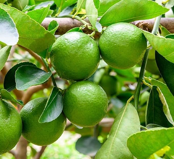 Lime Tree Seeds (Citrus aurantifolia) Packet of 5 Seeds | Grow Your Own Fresh Limes | Tropical Fruit Tree for Home Garden - Image 3