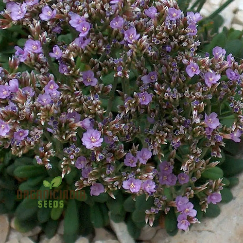 Limonium Minutum Seeds for Planting Elevate Your Gardening Experience with Resilient, Long-Lasting Blooms