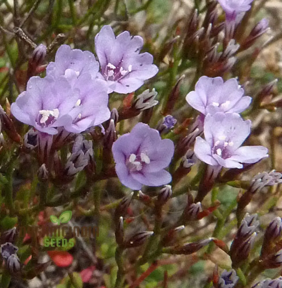 Limonium Minutum Seeds for Planting Elevate Your Gardening Experience with Resilient, Long-Lasting Blooms - Image 3