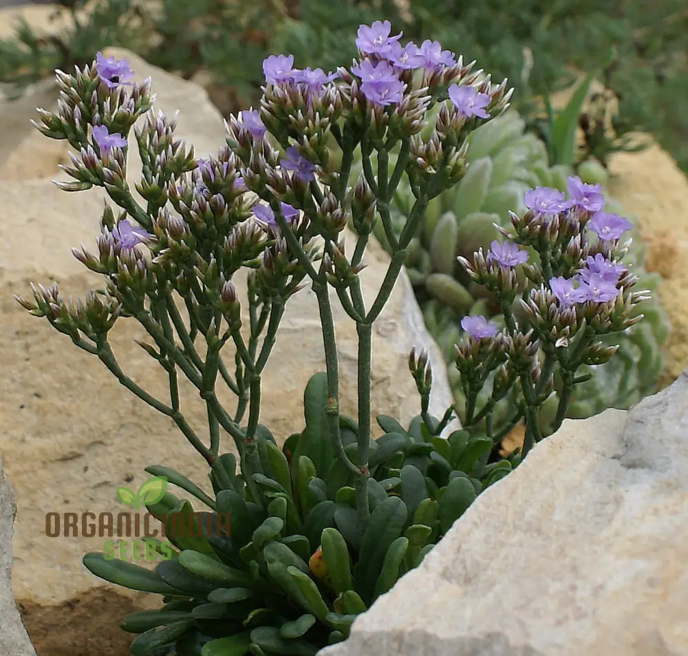 Limonium Minutum Seeds for Planting Elevate Your Gardening Experience with Resilient, Long-Lasting Blooms - Image 4