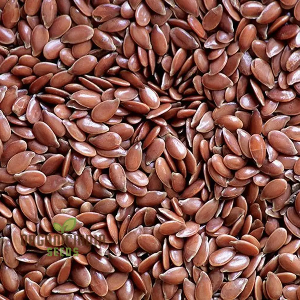 Linseed Brown - Flaxseed Seeds for Planting, Organic, High-Quality Seed Varieties