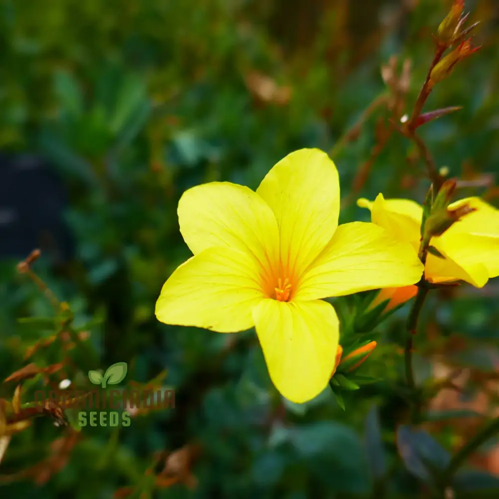 Linum Arboreum Seeds for Spectacular Flowers and Enhance Your Gardening Experience! - Image 3