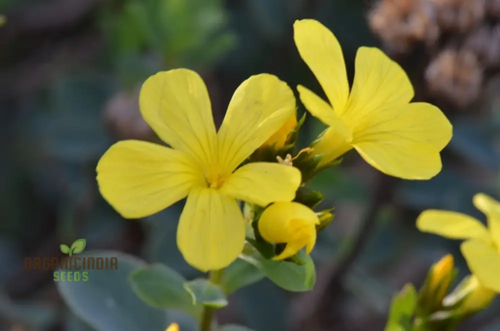 Linum Arboreum Seeds for Spectacular Flowers and Enhance Your Gardening Experience! - Image 4