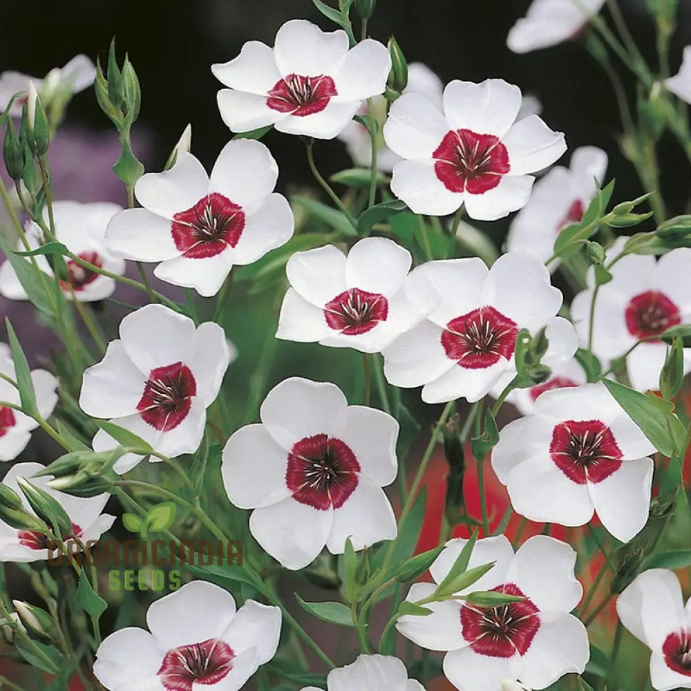 Linum Bright Eyes Flower Seeds For Planting, Vibrant Linum with Striking Blooms for a Stunning Garden Display - Image 3