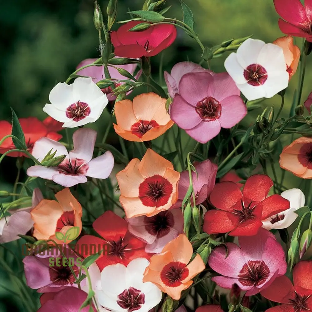 Linum Charmer Extra Mixture Flower Seeds For Planting, Vibrant and Varied Linum Flowers for a Stunning Garden Display