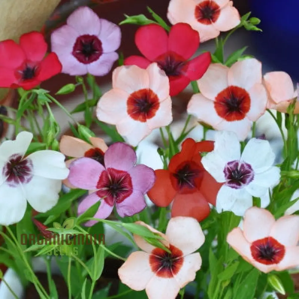 Linum Charmer Extra Mixture Flower Seeds For Planting, Vibrant and Varied Linum Flowers for a Stunning Garden Display - Image 3