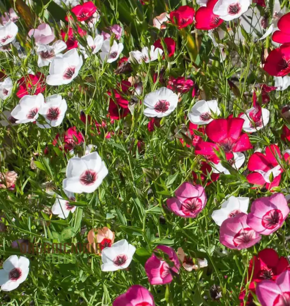 Linum Charmer Extra Mixture Flower Seeds For Planting, Vibrant and Varied Linum Flowers for a Stunning Garden Display - Image 4