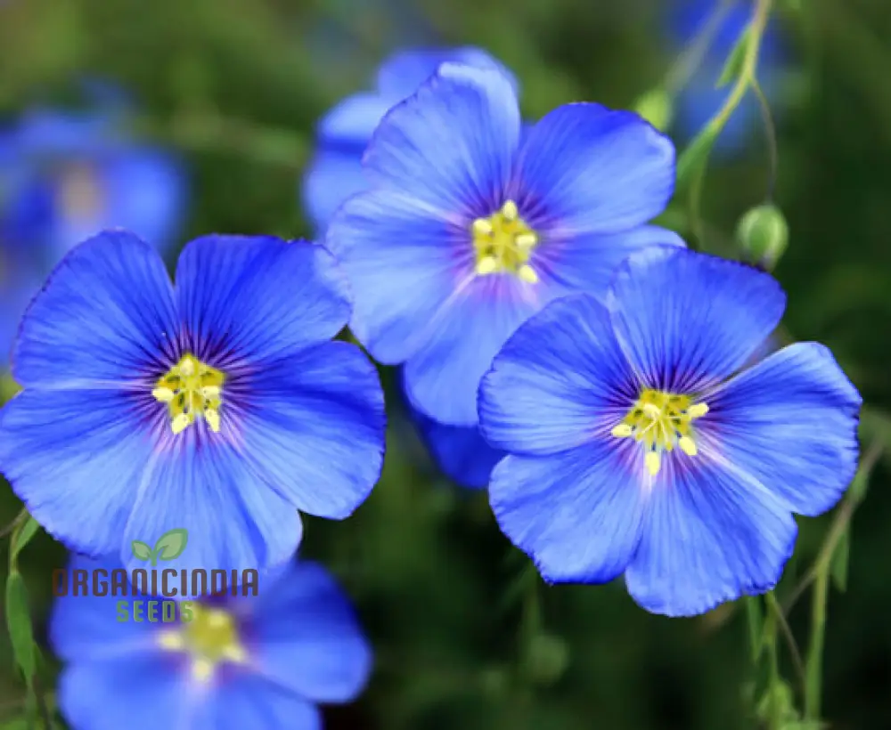 Linum Perenne (Perennial Flax) Flower Seeds, Cultivate Long-lasting Beauty in Your Garden with Expert Seed Planting and Gardening