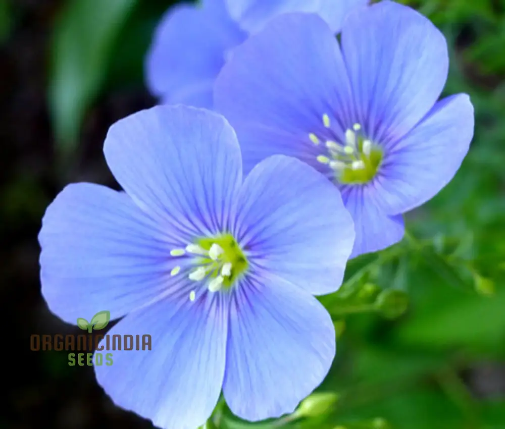 Linum Perenne (Perennial Flax) Flower Seeds, Cultivate Long-lasting Beauty in Your Garden with Expert Seed Planting and Gardening - Image 3