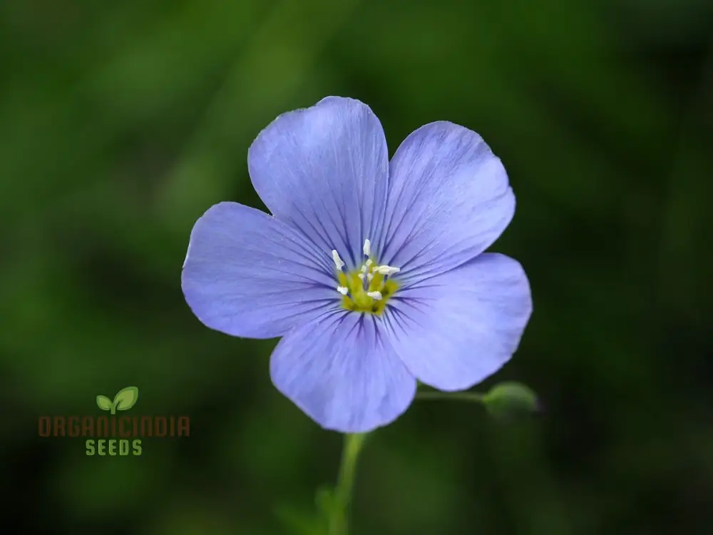 Linum Perenne (Perennial Flax) Flower Seeds, Cultivate Long-lasting Beauty in Your Garden with Expert Seed Planting and Gardening - Image 4