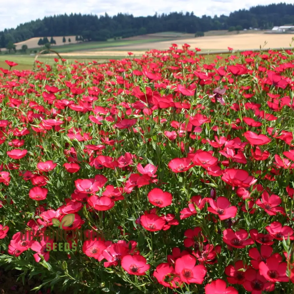 Linum Red Seeds - Vibrant Garden Bloom, Easy to Grow, Long-Lasting Floral Beauty for Your Garden