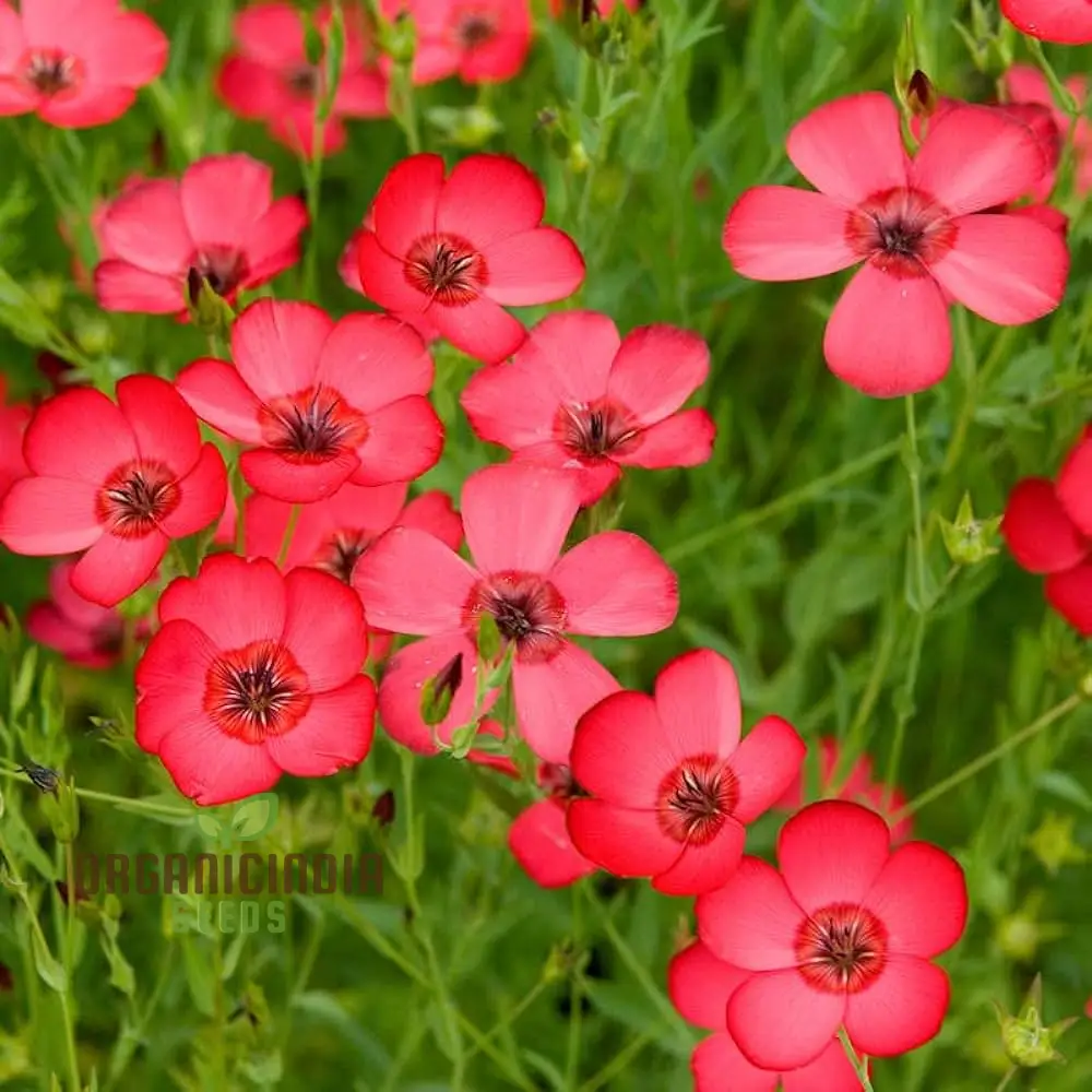 Linum Red Seeds - Vibrant Garden Bloom, Easy to Grow, Long-Lasting Floral Beauty for Your Garden - Image 3