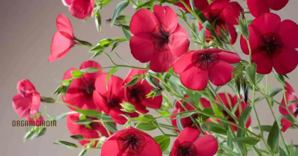 Linum Red Seeds - Vibrant Garden Bloom, Easy to Grow, Long-Lasting Floral Beauty for Your Garden - Image 4