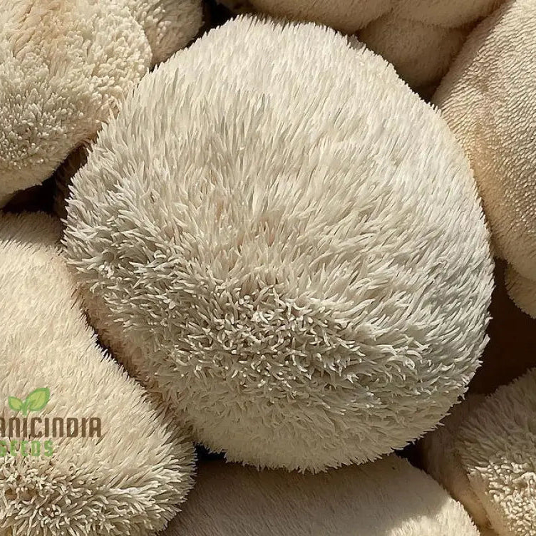 Lion's Mane Mushroom Seeds Grow Kit,, Cultivate Exotic Edible Fungi at Home with All-in-One Vegetable Seed Package