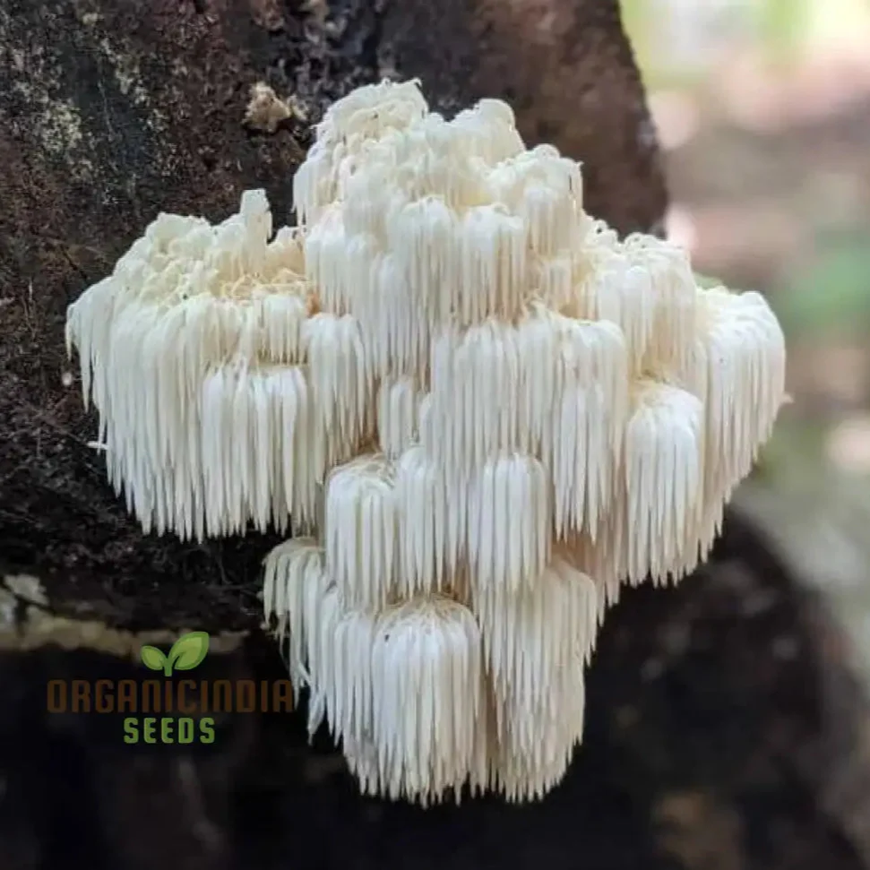 Lion's Mane Mushroom Seeds Grow Kit,, Cultivate Exotic Edible Fungi at Home with All-in-One Vegetable Seed Package - Image 3