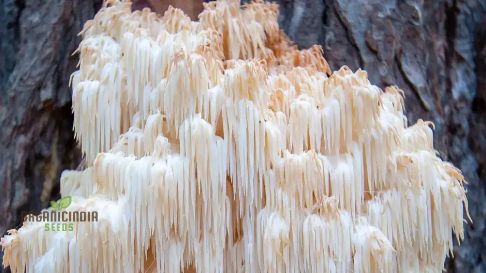 Lion's Mane Mushroom Seeds Grow Kit,, Cultivate Exotic Edible Fungi at Home with All-in-One Vegetable Seed Package - Image 4
