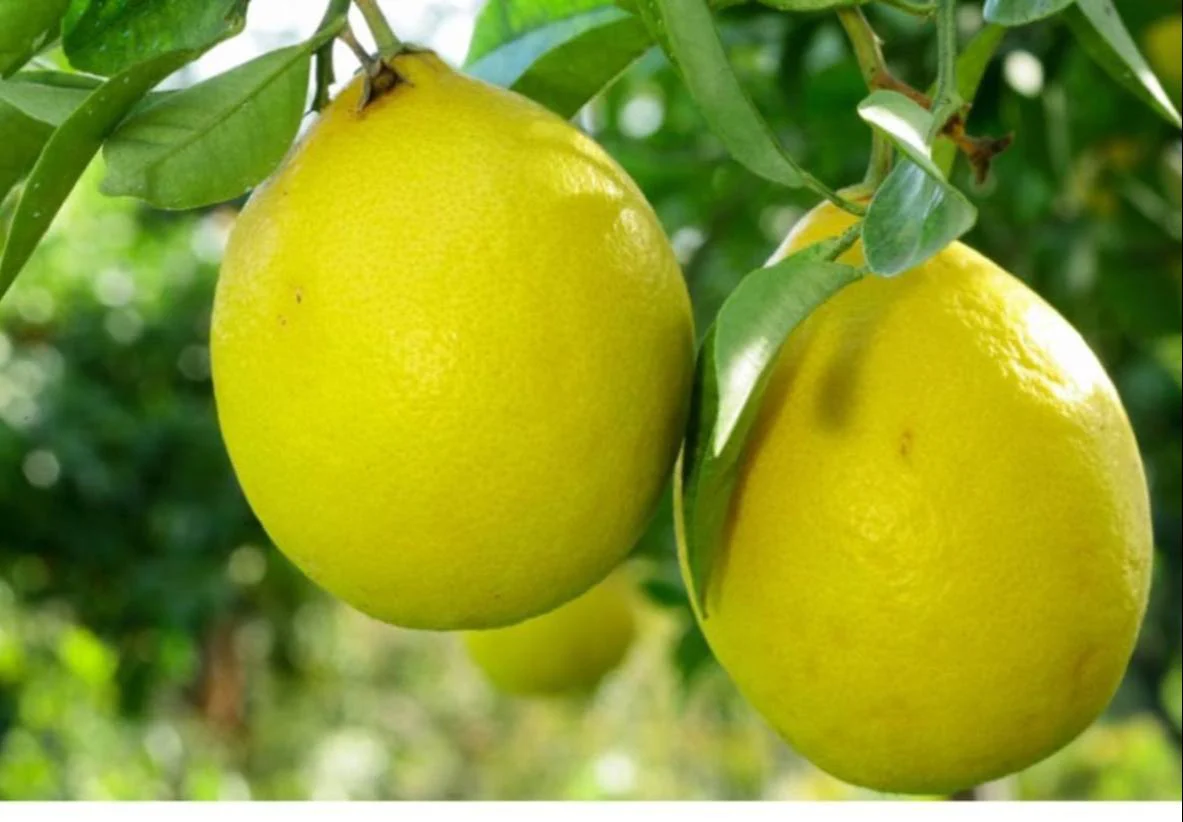 Lisbon Lemon Seeds for Planting – Grow Fresh Citrus Trees at Home - Image 3